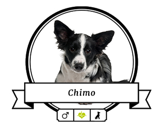 Border Collie Chimo Border Collie Chimo
